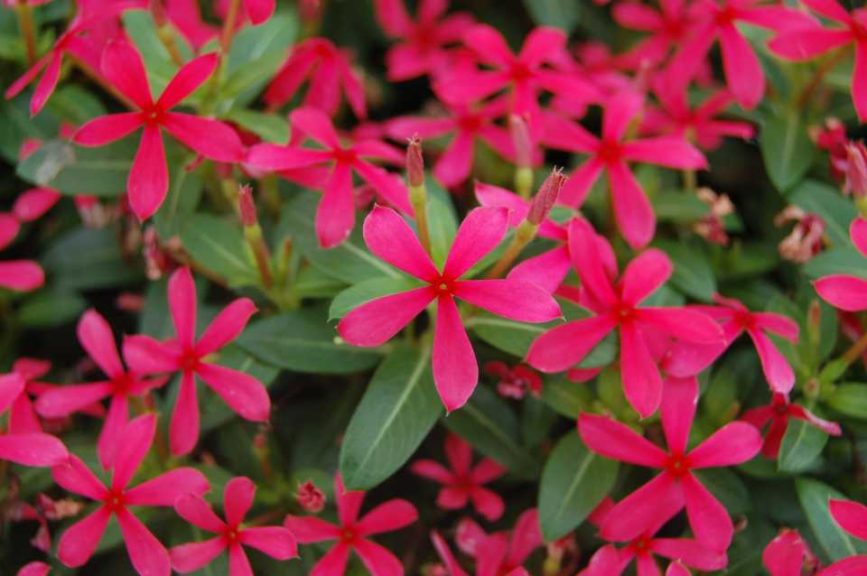 Catharanthus 'Soiree Ka-wa-i-i Red' (Suntory Flowers)