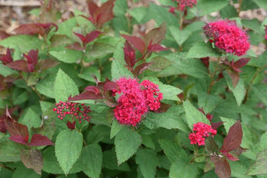 Spirea 'Double Play Doozie' (Spring Meadow Nursery)