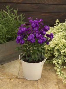 Stock 'Mime Blue' (Sakata Ornamentals)