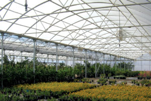 Stuppy Rainbow Super (Stuppy)