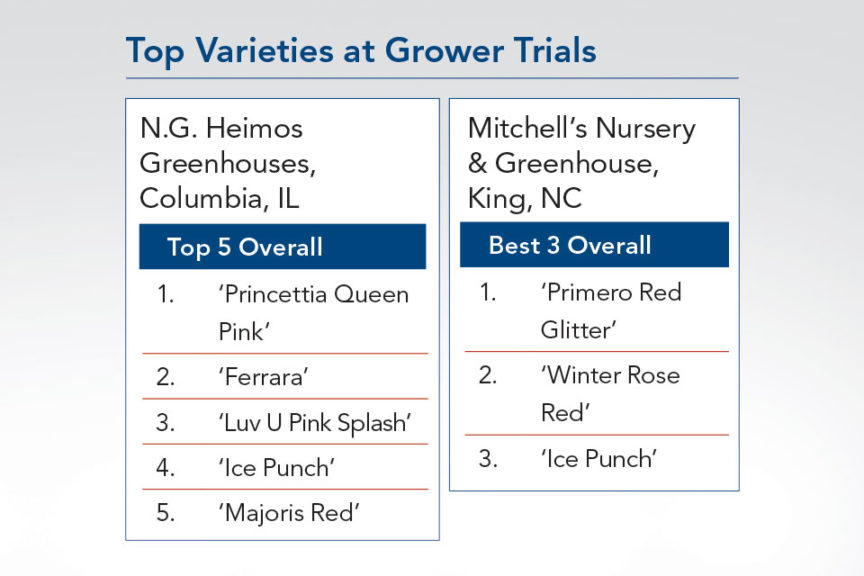 Top Poinsettia Varieties at Grower Trials