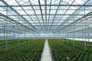 Venlo Greenhouse Westbrook (Greenhouse Systems)