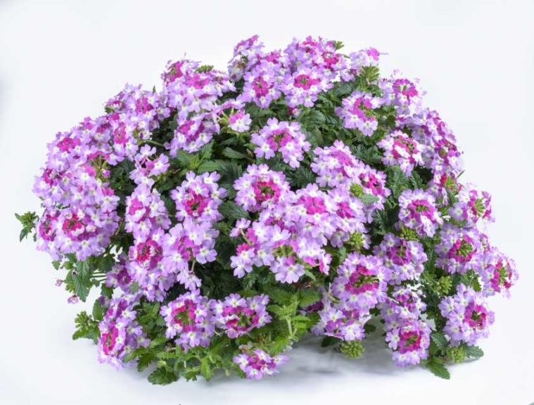 Verbena 'Vanessa Bicolor Purple' (Danziger)