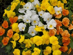 Viola ColorMax Citrus Mix (Sakata Ornamentals)