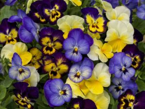 Viola ColorMax LemonBerry Pie Mix (Sakata Ornamentals)