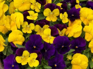Viola ColorMax Royal Mix (Sakata Ornamentals)
