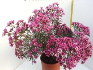 Wax Flower (Chamelaucium) 'Jupiter' (Nir Nurseries)