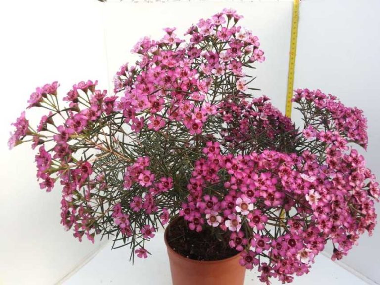 Wax Flower (Chamelaucium) 'Jupiter' (Nir Nurseries)