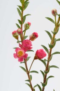 Wax Flower (Chamelaucium) 'Rey' (Nir Nurseries)