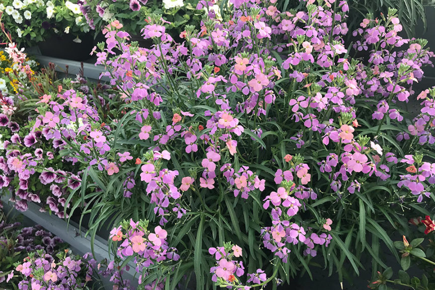 Erysimum 'Sunstrong Bicolor Purple' (Danziger)
