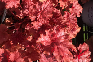 Heuchera ‘Primo Peachberry Ice' (Proven Winners Perennials)
