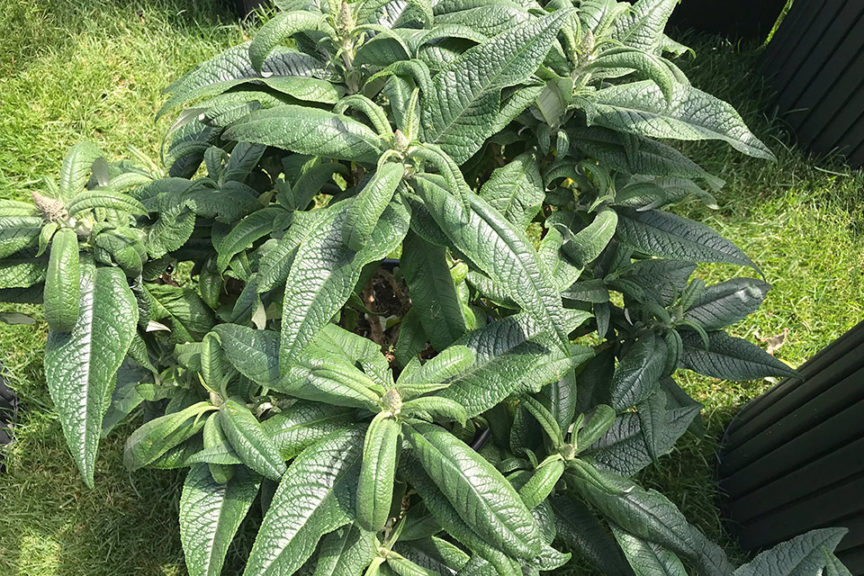 Buddleia Pugster Series (Proven Winners ColorChoice)