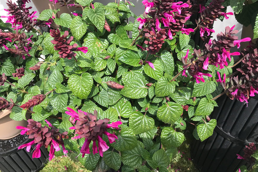 Salvia ‘Rockin' Fuchsia’ (Proven Winners)