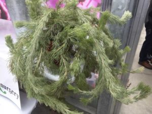 Adenanthos 'Chris Tal' (Nir Nursery)