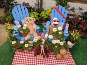 Adorable and Coconut Leucanthemum (Terra Nova Nurseries)