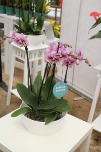 Anthura 'Andora' (Anthura)