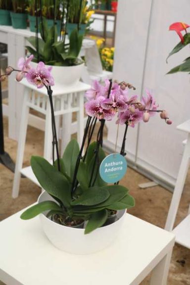 Anthura 'Andora' (Anthura)