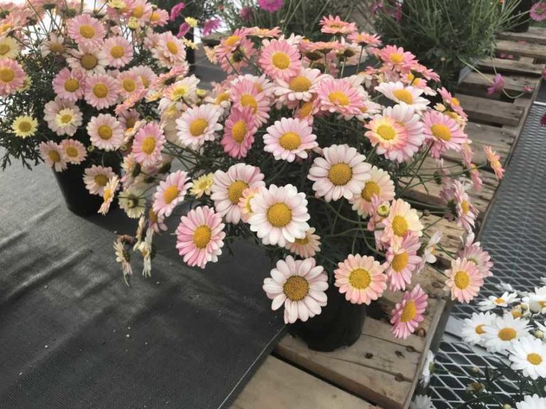 Argyranthemum ‘Artemis Apricot’ (Benary+)