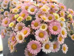 Argyranthemum 'Aramis Apricot' (Benary+)