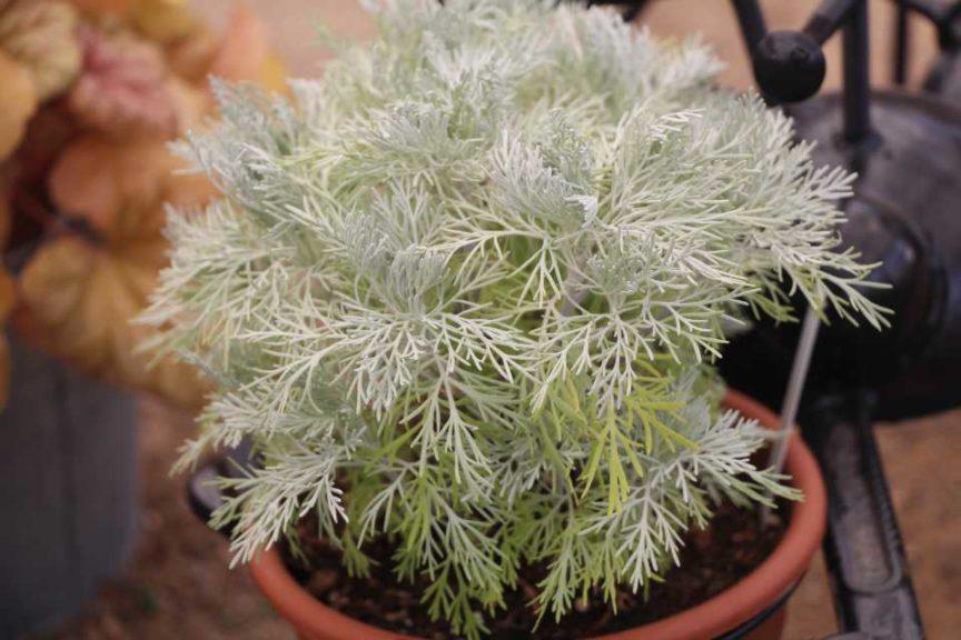 Artemisia 'Makana Silver' (Terra Nova Nurseries)