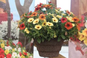 SuperCal Premium Autumn Spice Mix (Kientzler/Sakata)