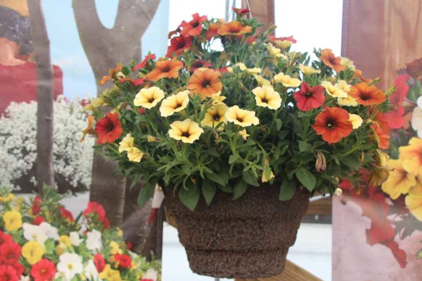 SuperCal Premium Autumn Spice Mix (Kientzler/Sakata)