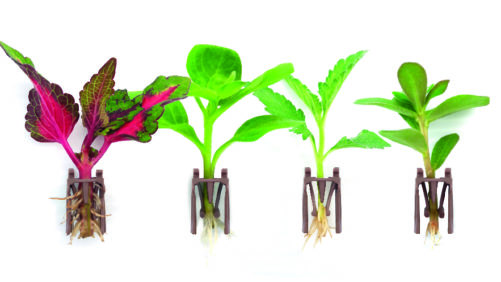 Dümmen Orange Debuts New Rooting Technology