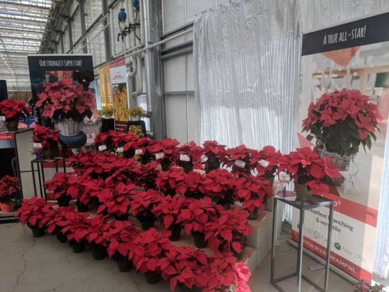 Beekenkamp's Red Poinsettias