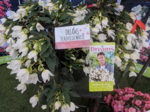 Waterfall Dreams Tags