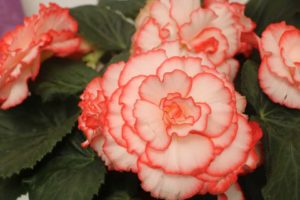 Begonia 'AmeriHybrid Picotee Flamenco' (PanAmerican Seed)