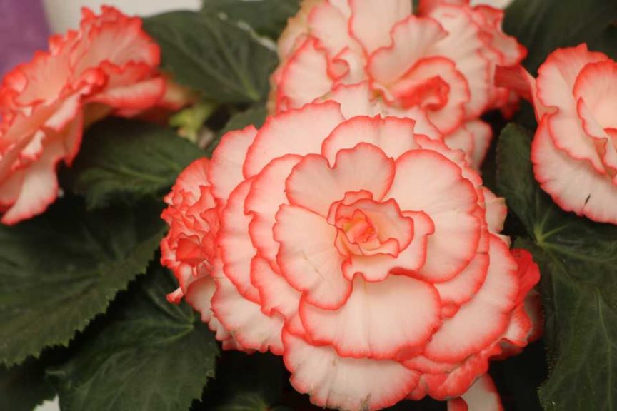Begonia 'AmeriHybrid Picotee Flamenco' (PanAmerican Seed)