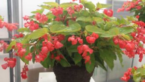 Allan Armitage’s Top Plant Picks From Day One of CAST 2018