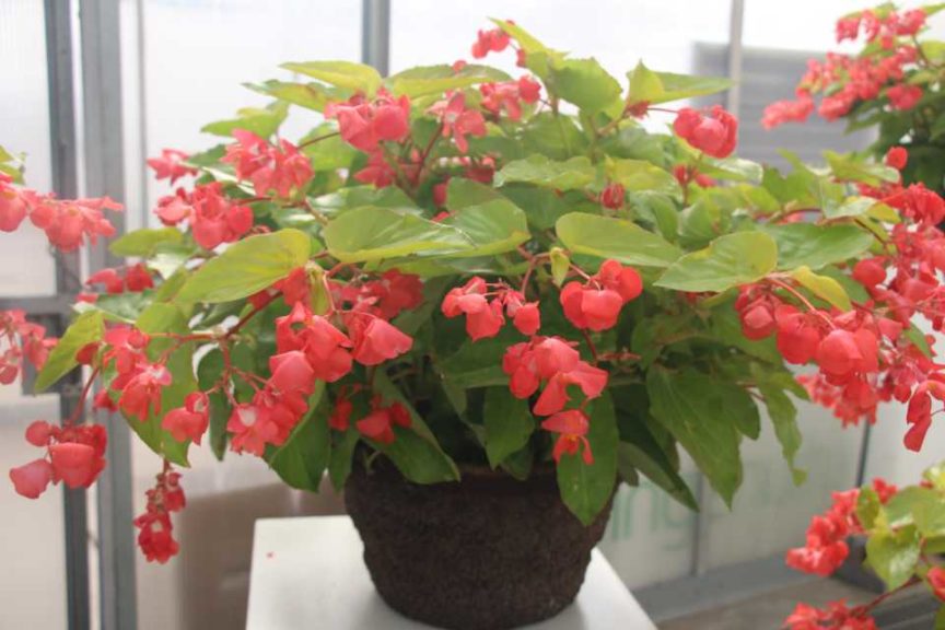 Begonia 'Canary Wings' (Ball Ingenuity)