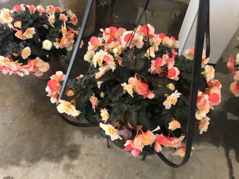 Begonia 'I'conia Portofino Champagne' (Dümmen Orange)