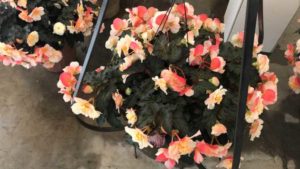 Allan Armitage’s Noteworthy 2018 Plant Intros from Dümmen Orange and Plug Connection