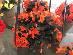 Begonia 'I'conia Portofino Orange' (Dümmen Orange)
