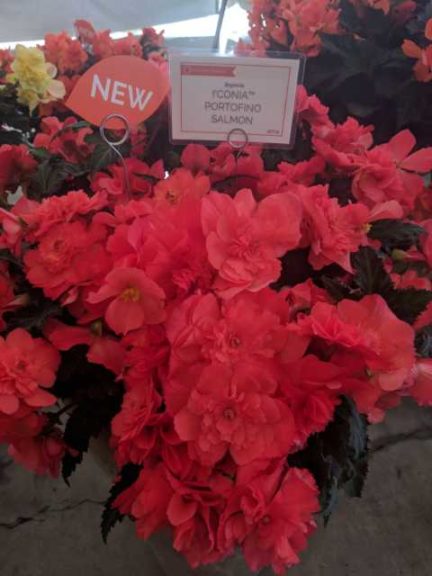 Begonia 'I'conia Portofino Salmon' (Dümmen Orange)