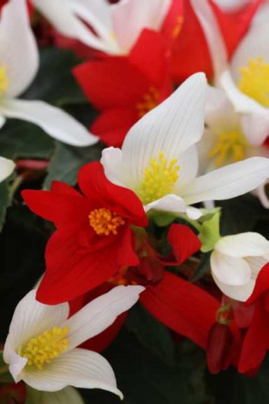 Begonia Shine Bright Mix (Westhoff)