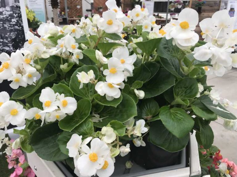 Begonia 'Tophat White' (Syngenta Flowers)