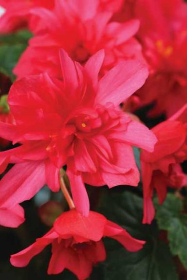 Begonia hyb. ‘RiseUp Grenadine Red’ (Westhoff)