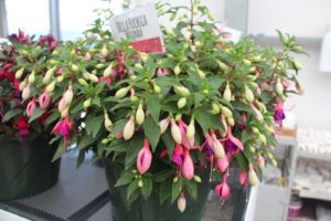 Fuchsia 'Bella Miranda (Beekenkamp)
