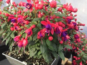 Fuchsia 'Fuchsita Red-Blue' (Benary+)