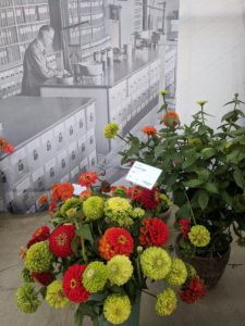 Giant Zinnia from Benary