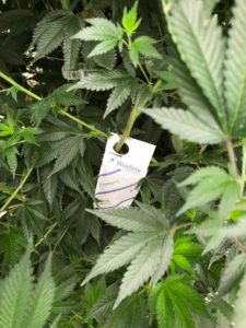 ForwardGro Invests in IPM