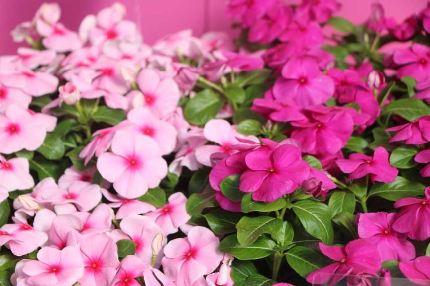 Vinca 'Blockbuster Icy Watermelon' (left), 'Blockbuster Purple' (right) from Floranova
