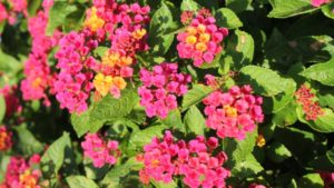 How Researchers are Building Better Lantana Plants