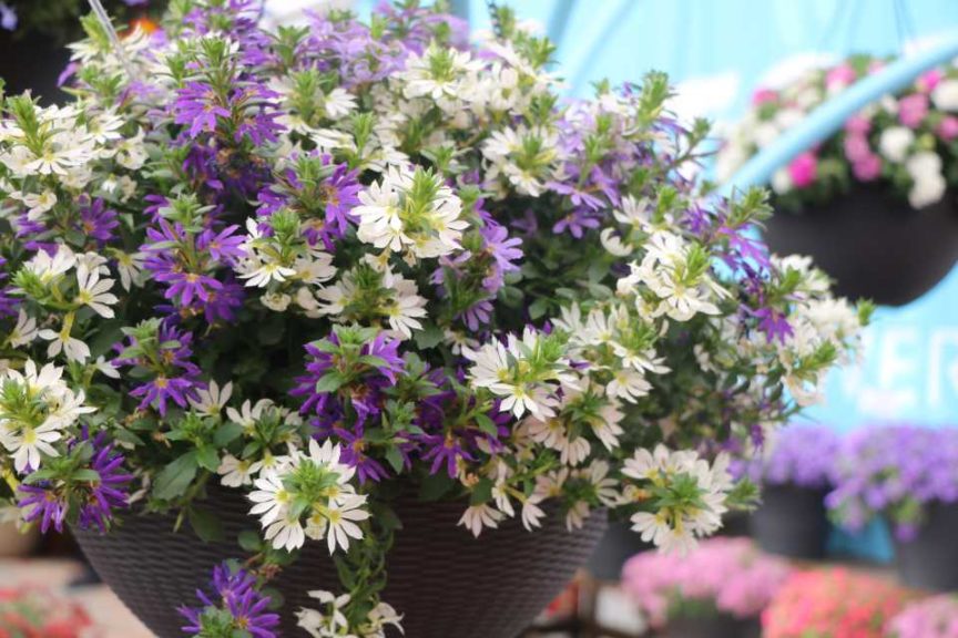 Bluesy Diva Combo (Suntory Flowers)