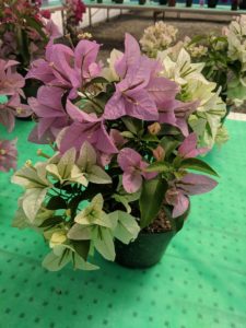 Bouganvillia from Vista Farms