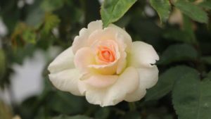 California Spring Trials 2018: New Plant Intros from GroLink and Windmill Nursery Stops