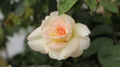 California Spring Trials 2018: New Plant Intros from GroLink and Windmill Nursery Stops